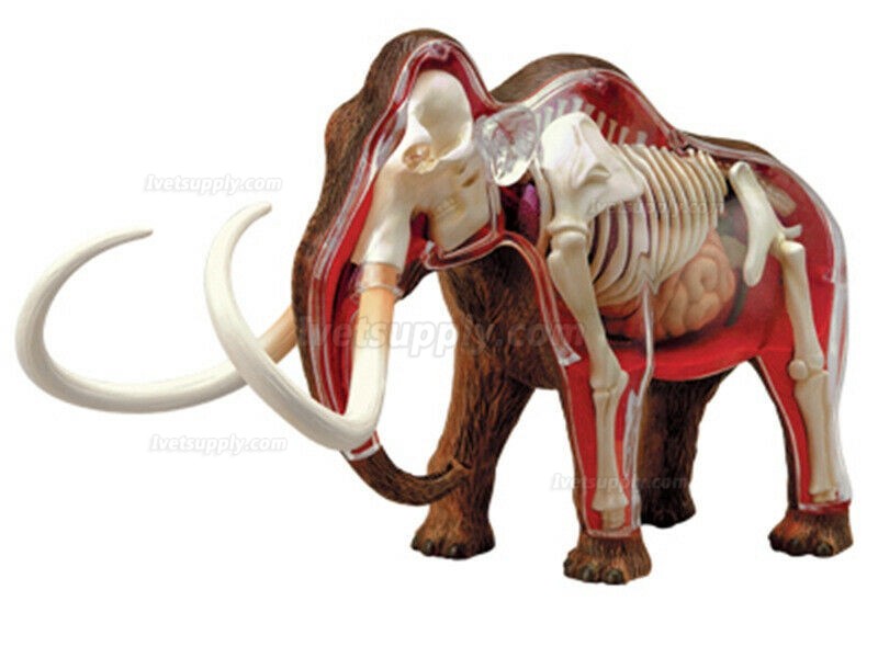 Elephant Anatomy Science And Education Assembled Model Teaching Model